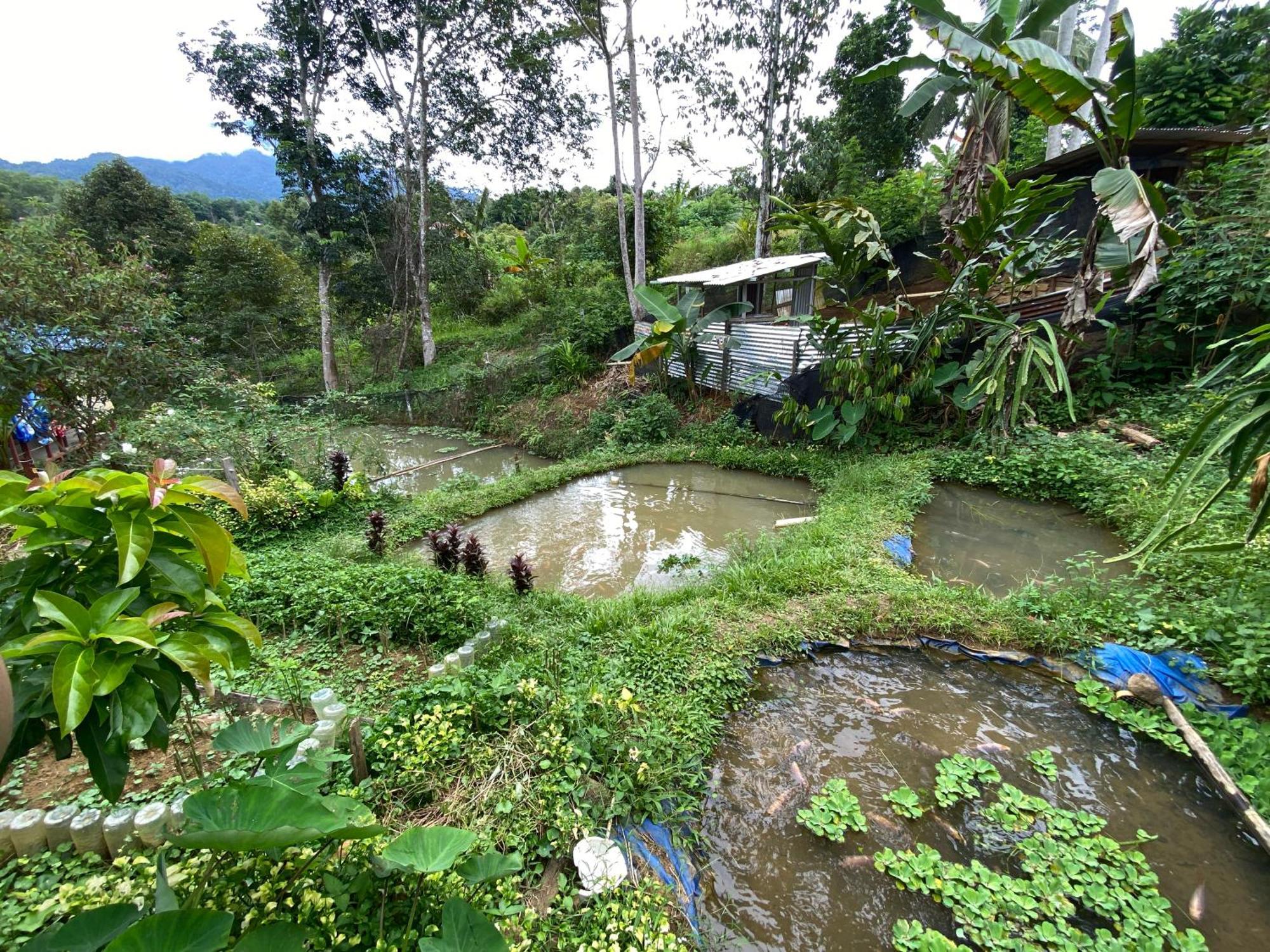 Da Family Mini Garden Hotel Ranau Kültér fotó
